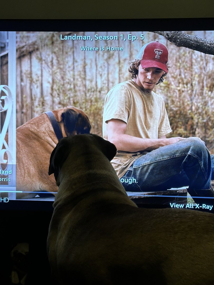 gus feels so seen #mastiff #landman