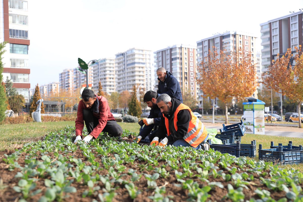 kayapinarbld's tweet photo. Park ve Bahçeler Müdürlüğümüz, Kayapınar’ı mevsimlik çiçeklerle buluşturmaya devam ediyor.

📍Sera ve Fidanlık Alanımızda 1️⃣0️⃣0️⃣.0️⃣0️⃣0️⃣ adet çiçeğin ekimini tamamlayarak Kayapınar’ın ekolojik ve estetik dokusuna katkı sağladık.🪴

Gerînende Park û Baxçeyan ya Şaredariyê, Peyasê bi sitl û gulên demkî dixemilîne.  

📍Li qada Sera û Şitlan çandina 1️⃣0️⃣0️⃣.0️⃣0️⃣0️⃣ cûre şitlên gulan bi dawî bû û di warê ekolojîk de hûnerek bê hempa da Peyasê.🪴
