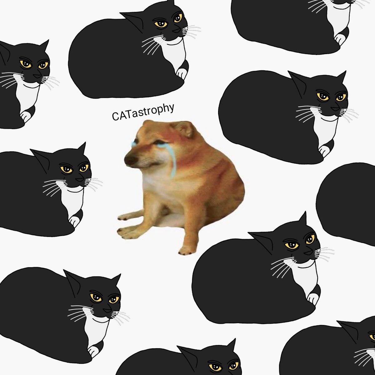 the $doge of $cat tokens