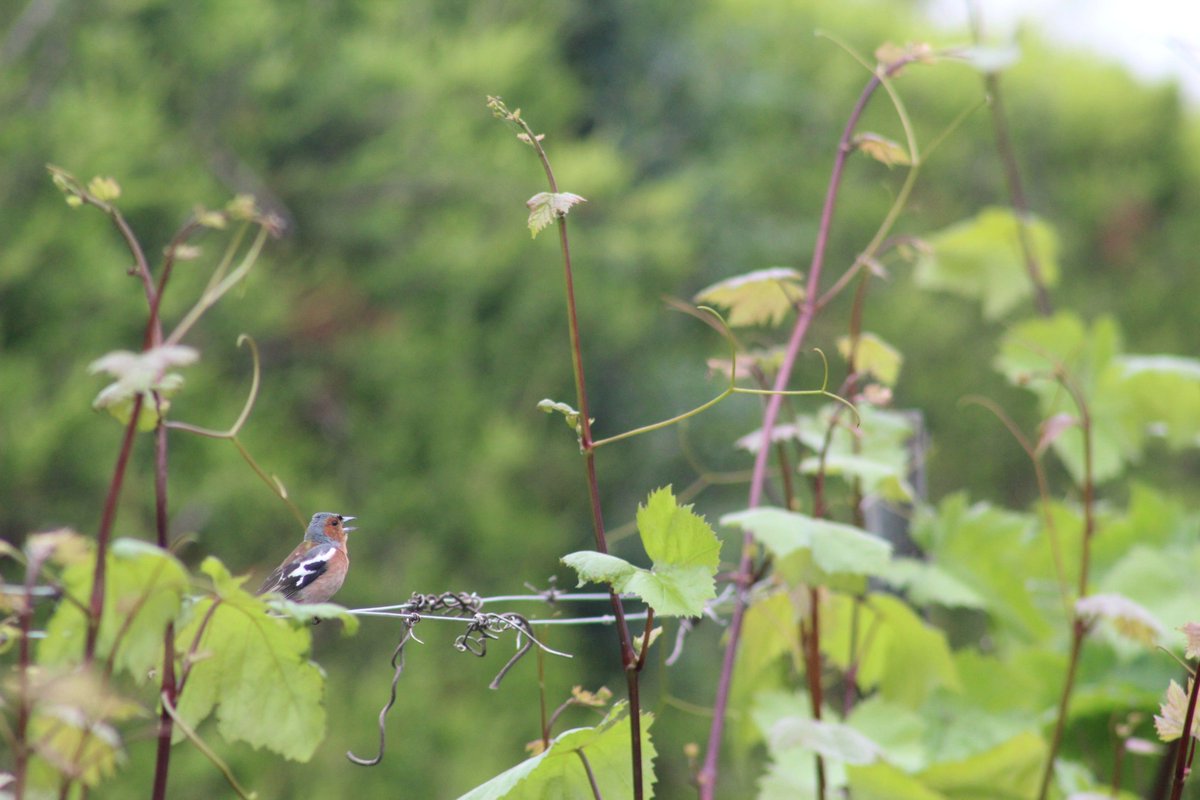 Natalia Zielonka (she/her) π (@nat_b_zielonka) on Twitter photo Do soundscapes impact our time spent in nature? Find out in my <a href="/ConversationUK/">The Conversation</a> article written with <a href="/_SimonButler/">Simon Butler</a>
π theconversation.com/the-hidden-benβ¦
Based on our recent <a href="/PaN_BES/">People and Nature</a> paper π besjournals.onlinelibrary.wiley.com/doi/10.1002/paβ¦
#ornithology #soundscapes #wellbeing Do soundscapes impact our time spent in nature? Find out in my <a href="/ConversationUK/">The Conversation</a> article written with <a href="/_SimonButler/">Simon Butler</a>
π theconversation.com/the-hidden-benβ¦
Based on our recent <a href="/PaN_BES/">People and Nature</a> paper π besjournals.onlinelibrary.wiley.com/doi/10.1002/paβ¦
#ornithology #soundscapes #wellbeing
