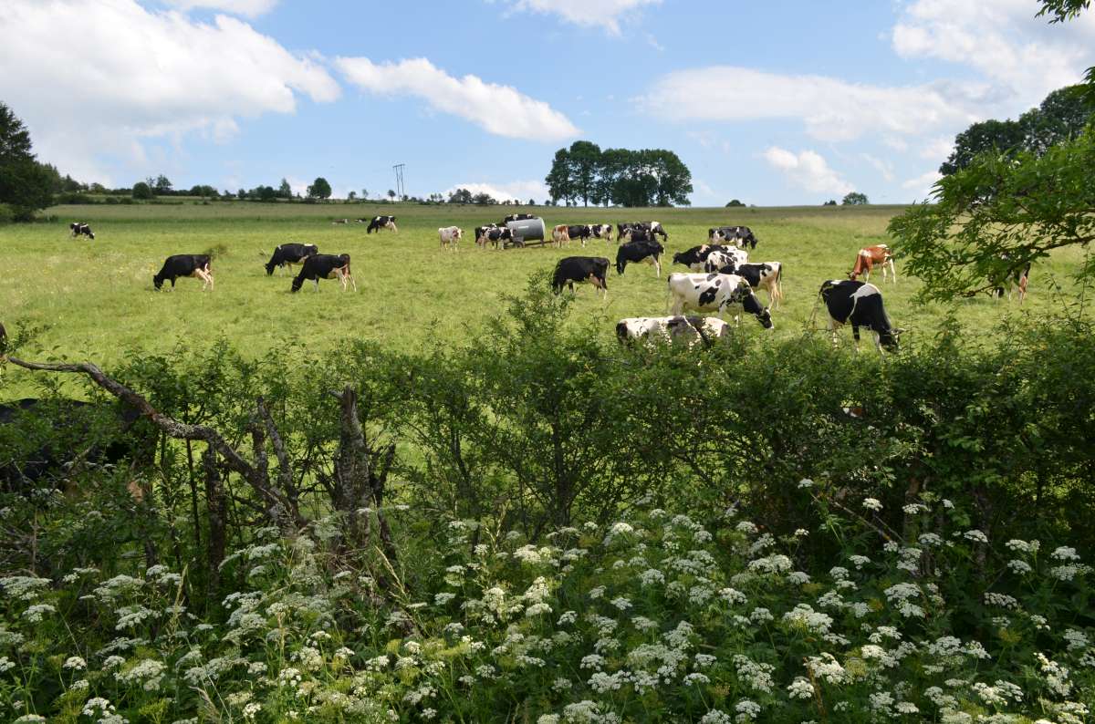 🐄While some dairy farmers in France's Massif Central are adapting to climate change challenges, others are not

💡#InnovationHub #Coccinelle explores barriers &amp; levers that are helping &amp; hindering how these multi-species permanent grasslands are managed

agroecology-transect.net/news/dairy-far…