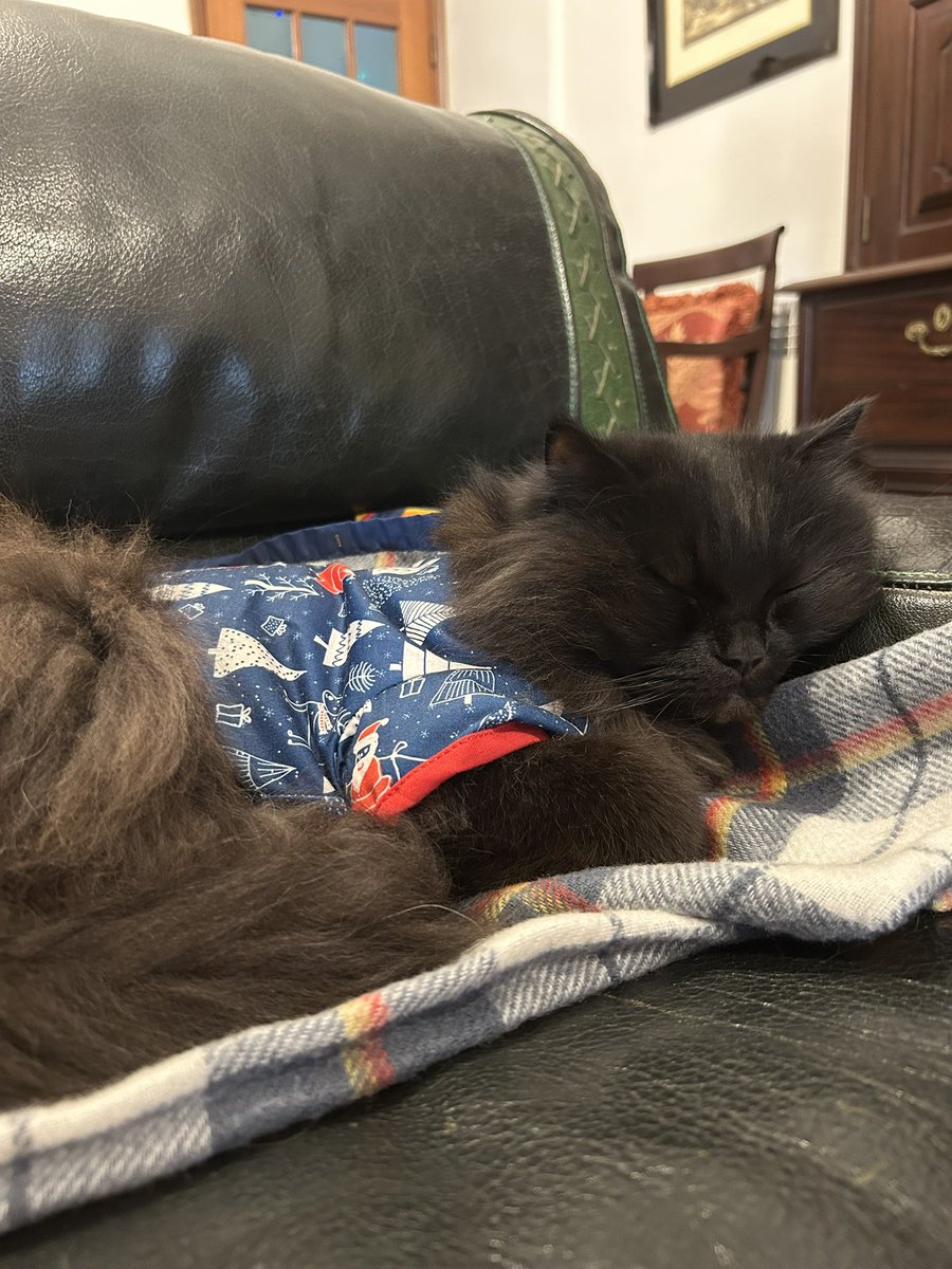 meow_london's tweet image. Meowlidays 💤

#meowlidays #meowlife #cat #catlife #petholiday #blackcat #gato #gatopreto #coolcats