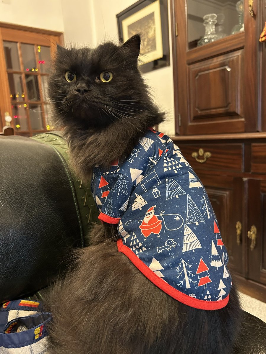 meow_london's tweet image. Meowlidays 💤

#meowlidays #meowlife #cat #catlife #petholiday #blackcat #gato #gatopreto #coolcats