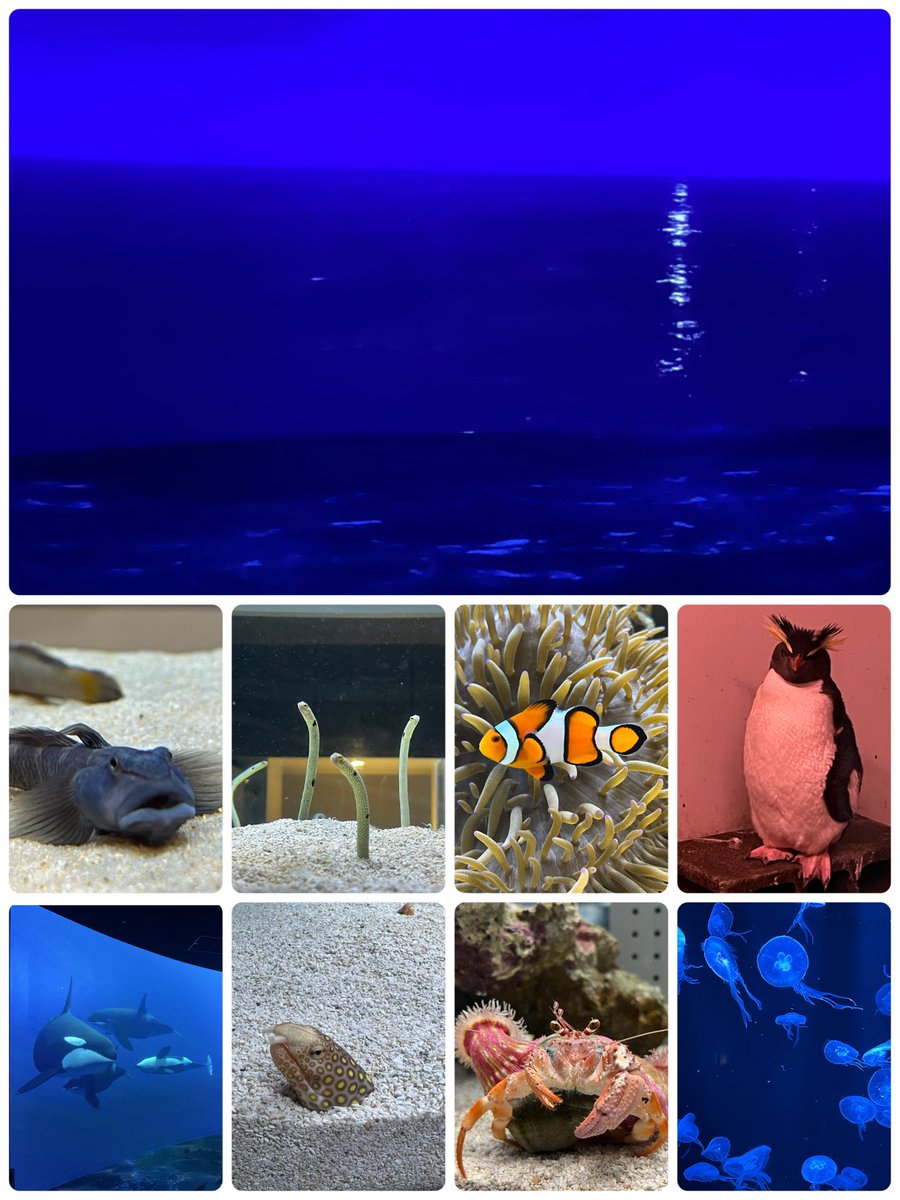 AOAO SAPPORO（アオアオサッポロ）行って来た🦭

お一人様でもご家族様でも楽しめる水族館🦭🐟

#AOAOSAPPORO
#AOAO
#SAPPORO
#アオアオサッポロ
#水族館