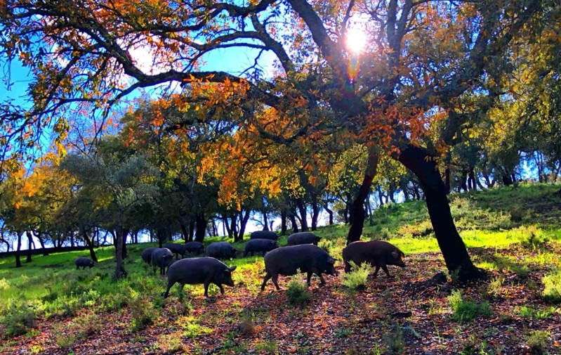 Farm-scale research tells us a certain amount about the impact of agroecology

But what if we looked more broadly, at landscape or even regional level?

Case studies in Switzerland, Guadeloupe, France, Bulgaria &amp; Spain analyse barriers &amp; levers to success

agroecology-transect.net/news/scaling-o…