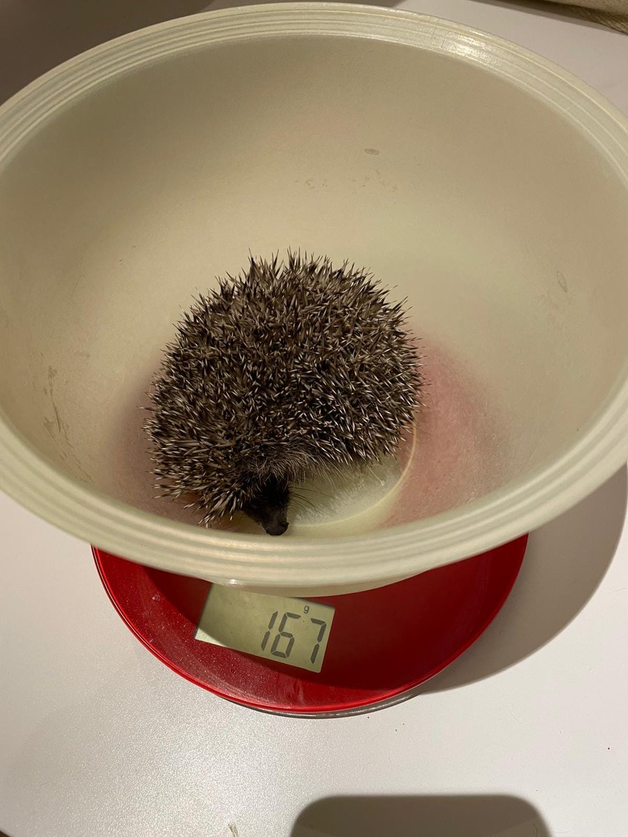Bundesheerbauer's tweet photo. Beim Hochwassereinsatz hat das @ABCAbwZentrum einen Igel gefunden; mit einem Gewicht von 167 g hätte er nicht überlebt. Nach 81 Tagen und einem Gewicht von 780 g darf er in der Kaserne in einem Igelhaus überwintern und wird mit Wildblumenwiesen einen optimalen Lebenraum vorfinden. #Bundesheer