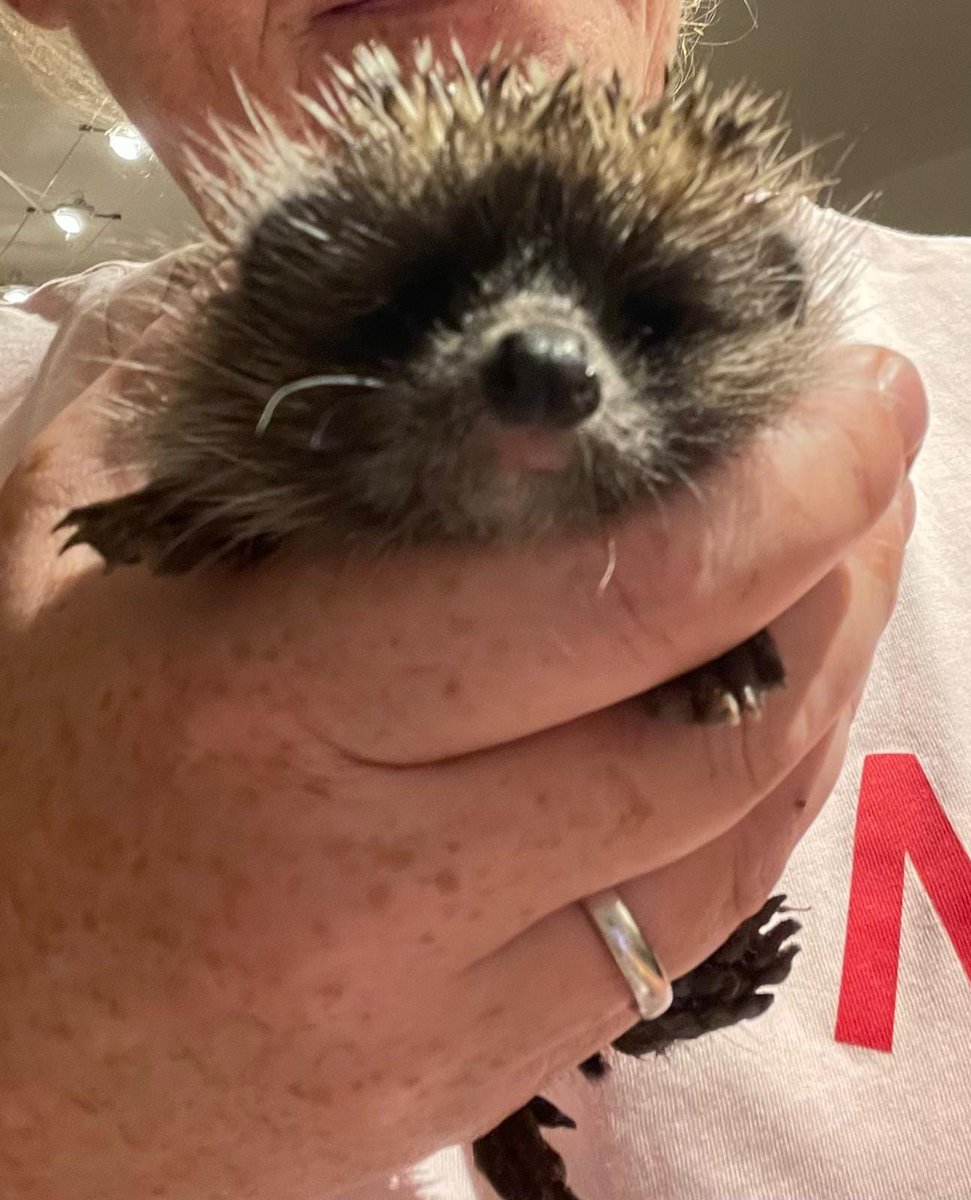 Bundesheerbauer's tweet photo. Beim Hochwassereinsatz hat das @ABCAbwZentrum einen Igel gefunden; mit einem Gewicht von 167 g hätte er nicht überlebt. Nach 81 Tagen und einem Gewicht von 780 g darf er in der Kaserne in einem Igelhaus überwintern und wird mit Wildblumenwiesen einen optimalen Lebenraum vorfinden. #Bundesheer