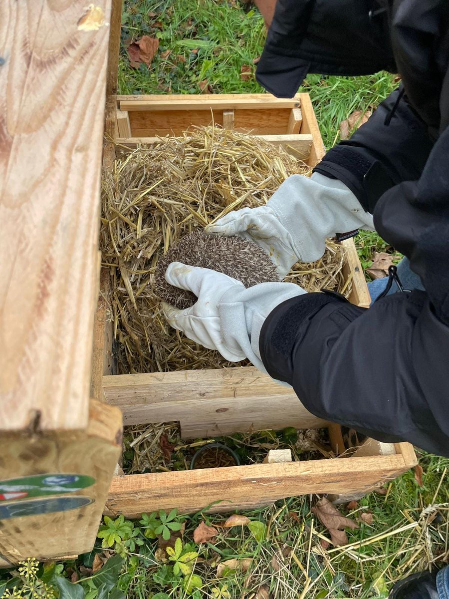 Bundesheerbauer's tweet photo. Beim Hochwassereinsatz hat das @ABCAbwZentrum einen Igel gefunden; mit einem Gewicht von 167 g hätte er nicht überlebt. Nach 81 Tagen und einem Gewicht von 780 g darf er in der Kaserne in einem Igelhaus überwintern und wird mit Wildblumenwiesen einen optimalen Lebenraum vorfinden. #Bundesheer