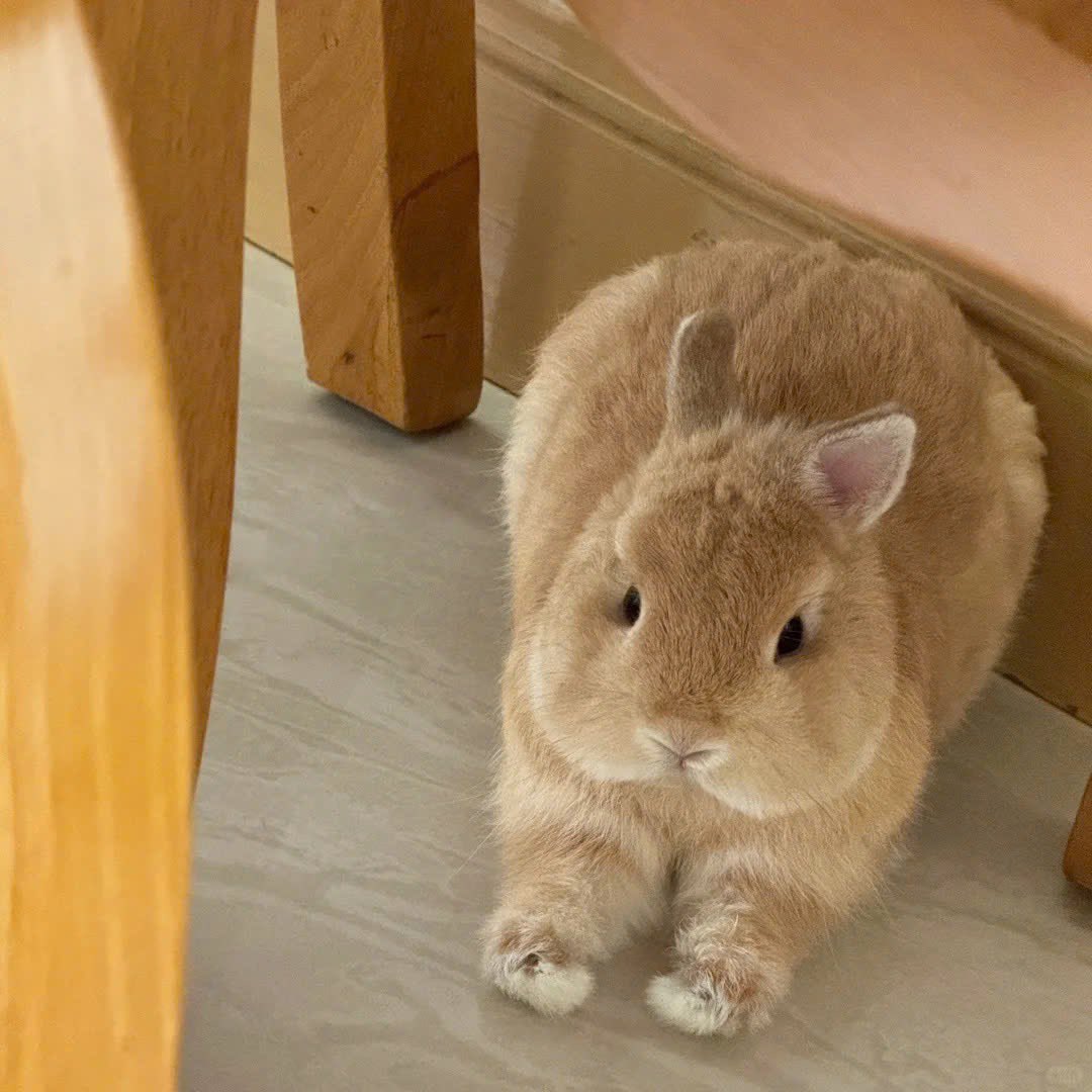 Why you should have a rabbit tweet media