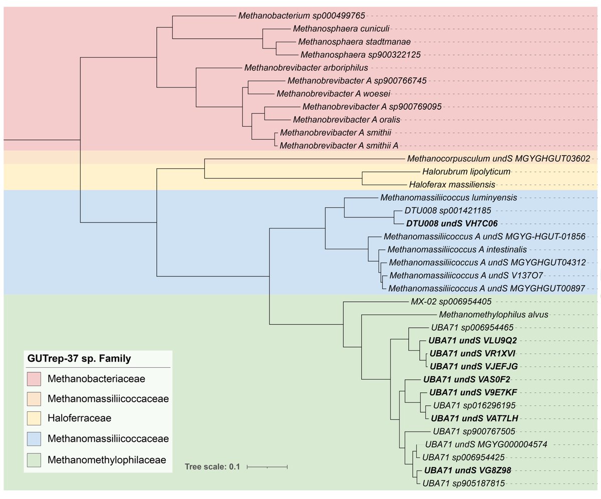 Kateryna Pantiukh 🇺🇦 (@kpantiukh) on Twitter photo 🦠 Excited to share our new collection of human gut #archaea species! 🎉
🇪🇪From <a href="/ESTbiobank/">Estonian Biobank</a>, we present a dataset of 144 strains across 21 species, including 9 entirely new species!
A thread 🧵
#MAG #EstMB #TartuMicrobiome #microbiome #humangut 🦠 Excited to share our new collection of human gut #archaea species! 🎉
🇪🇪From <a href="/ESTbiobank/">Estonian Biobank</a>, we present a dataset of 144 strains across 21 species, including 9 entirely new species!
A thread 🧵
#MAG #EstMB #TartuMicrobiome #microbiome #humangut