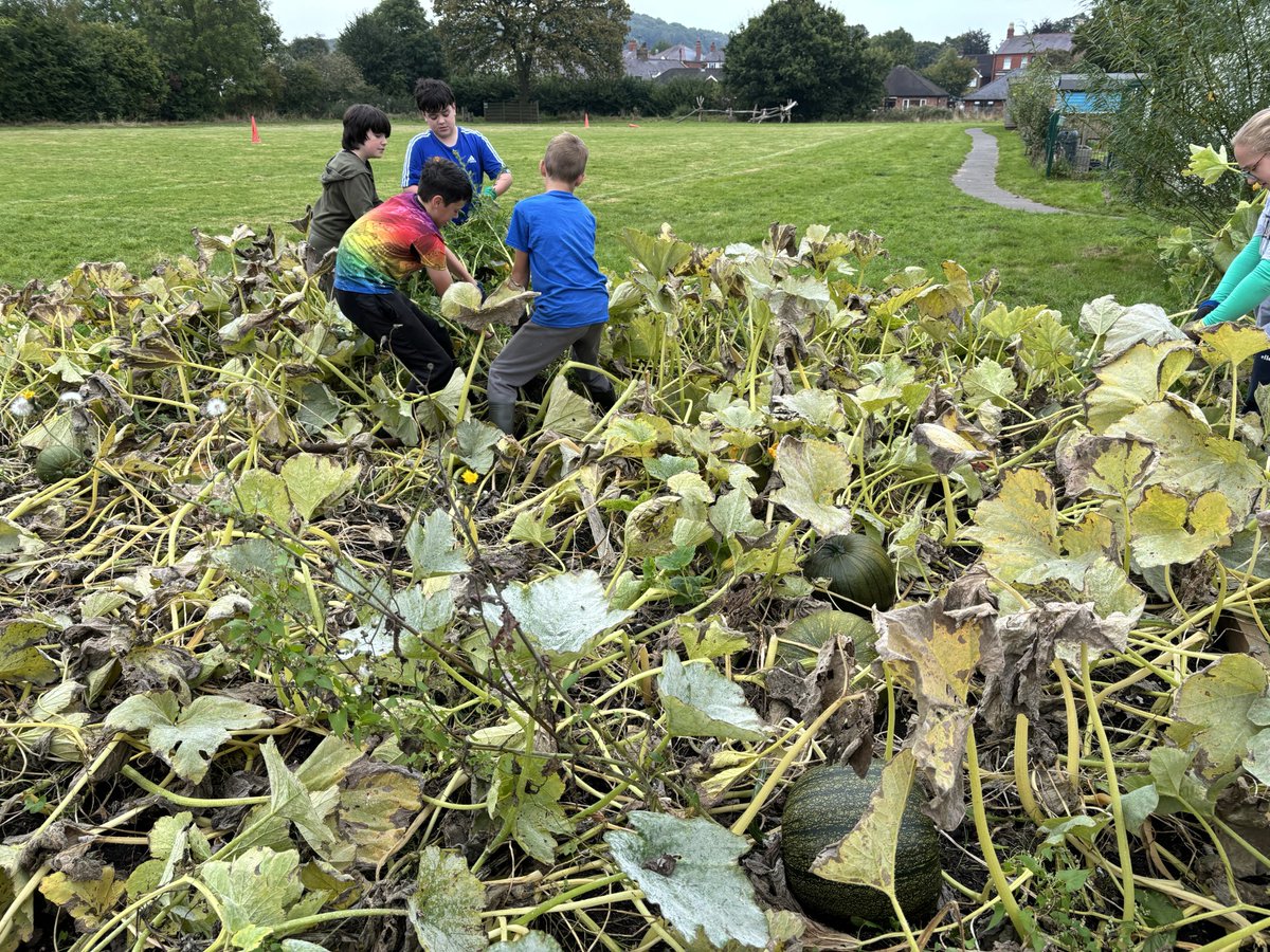 Eco-Schools Wales (@ecoschoolswales) on Twitter photo Homegrown Heroes! 🌱🎃Abermorddu County Primary School's pumpkin patch project is a fantastic example of how schools can combine food growing, outdoor learning, and community involvement. Check out their Changemaker Story: keepwalestidy.cymru/eco-schools/ca…
<a href="/WGClimateChange/">Welsh Government Climate Change</a> @FEEInt Homegrown Heroes! 🌱🎃Abermorddu County Primary School's pumpkin patch project is a fantastic example of how schools can combine food growing, outdoor learning, and community involvement. Check out their Changemaker Story: keepwalestidy.cymru/eco-schools/ca…
<a href="/WGClimateChange/">Welsh Government Climate Change</a> @FEEInt