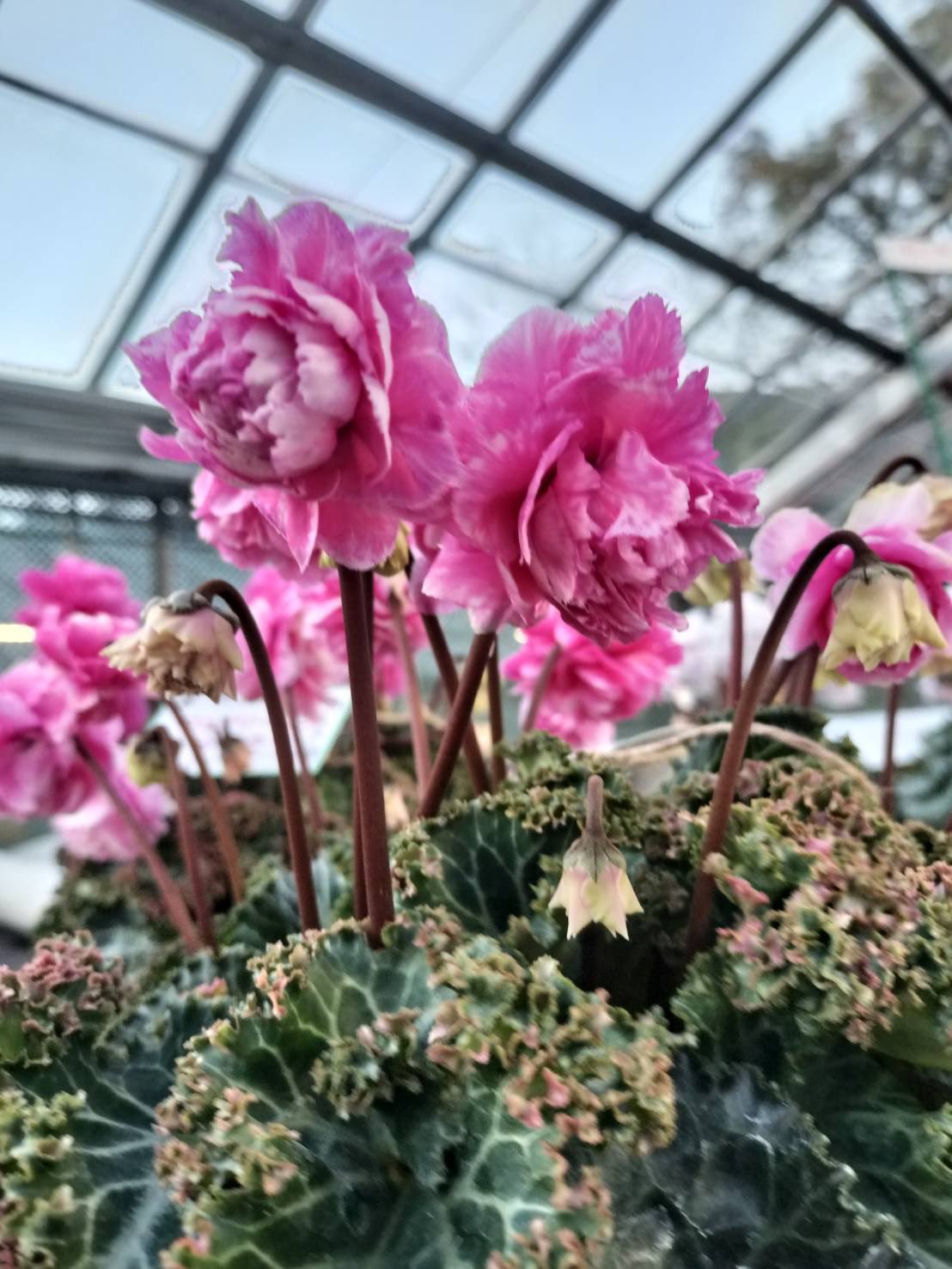 はら園芸Hara nursery på X: «東京植物図譜さまの通販サイトにて