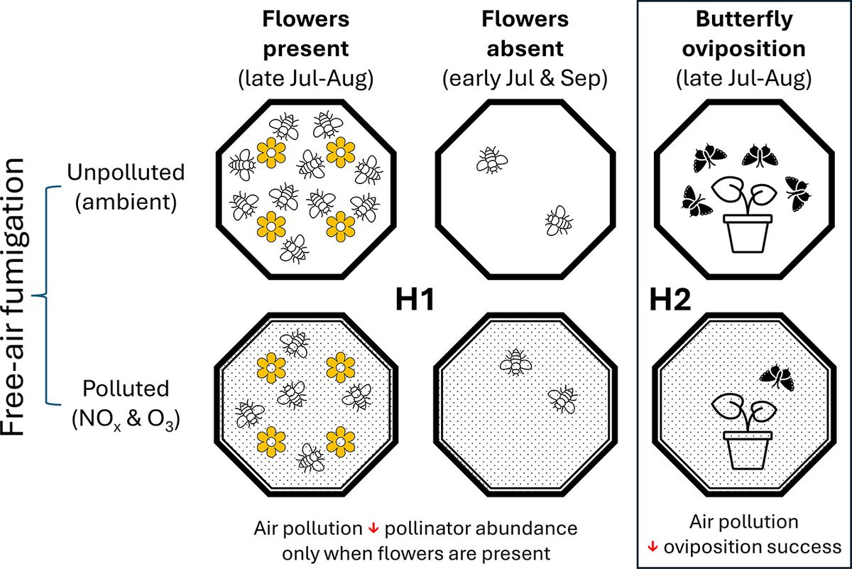 James Ryalls (@jmwryalls) on Twitter photo Happy New Year! 🐍
1 Jan 2025: "Diesel exhaust and ozone adversely affect pollinators and parasitoids within flying insect communities"
<a href="/RobbieGirling/">Robbie Girling 🇺🇦</a> <a href="/BenLangfordVOC/">Ben Langford</a> <a href="/bromfield_lisa/">Lisa Bromfield</a> <a href="/chpfrang/">Christian Pfrang🇺🇦</a>
<a href="/JDBlande/">James Blande</a> <a href="/SciTotEnv/">Science of the Total Environment</a>
Thanks <a href="/UniofReading/">Uni of Reading</a> <a href="/BritishEcolSoc/">British Ecological Society</a> <a href="/NERCscience/">Natural Environment Research Council</a> <a href="/LeverhulmeTrust/">The Leverhulme Trust</a> Happy New Year! 🐍
1 Jan 2025: "Diesel exhaust and ozone adversely affect pollinators and parasitoids within flying insect communities"
<a href="/RobbieGirling/">Robbie Girling 🇺🇦</a> <a href="/BenLangfordVOC/">Ben Langford</a> <a href="/bromfield_lisa/">Lisa Bromfield</a> <a href="/chpfrang/">Christian Pfrang🇺🇦</a>
<a href="/JDBlande/">James Blande</a> <a href="/SciTotEnv/">Science of the Total Environment</a>
Thanks <a href="/UniofReading/">Uni of Reading</a> <a href="/BritishEcolSoc/">British Ecological Society</a> <a href="/NERCscience/">Natural Environment Research Council</a> <a href="/LeverhulmeTrust/">The Leverhulme Trust</a>