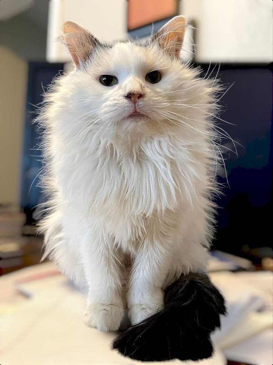 CryptoPanda_gl's tweet photo. ⚡️⚡️⚡️⚡️⚡️⚡️

🚨 POT CAT IS LIVE! 🚨

😲The next viral cat project you don’t want to miss is here! 🔥
Join the $POTCAT community and ride the wave to 1000x gains! 😀

🐾 Why $POTCAT?
✅   Inspired by the TikTok-famous Pot Roast Cat
✅ Community-driven with massive moonshot potential
✅ Be part of the hottest new memecoin trend

🌟 Don’t wait – early holders get the biggest rewards!
Secure your spot before it’s too late! 💎

🚀  Learn More About "  Pot Roast Cat " From The Links Below :

🌎 Website: https://t.co/vLjrl8IepS

✈️Telegram: https://t.co/Kebzdu9USx

❌ Twitter (X): https://t.co/XaPAmYmNaP

🦅DEX Link: https://t.co/dqZOyTKiXO

📢 Hashtags:
#POTCAT #Memecoin #Crypto #Moonshot #ViralCat #1000x #DeFi #PotRoastCat #CryptoCommunity

🐱 Don’t miss out – join now and let’s take $POTCAT to the moon! 🌝🐾
