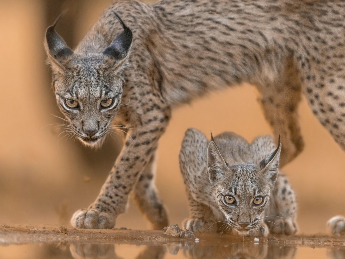 📅 Hoy es el Día Internacional del Lince Ibérico, un símbolo de la biodiversidad de la Península Ibérica y una de las especies de felinos más amenazadas del mundo:

👉 Entre 2002 y 2023, su población pasó de menos de 100 individuos a más de 1.300 linces en libertad