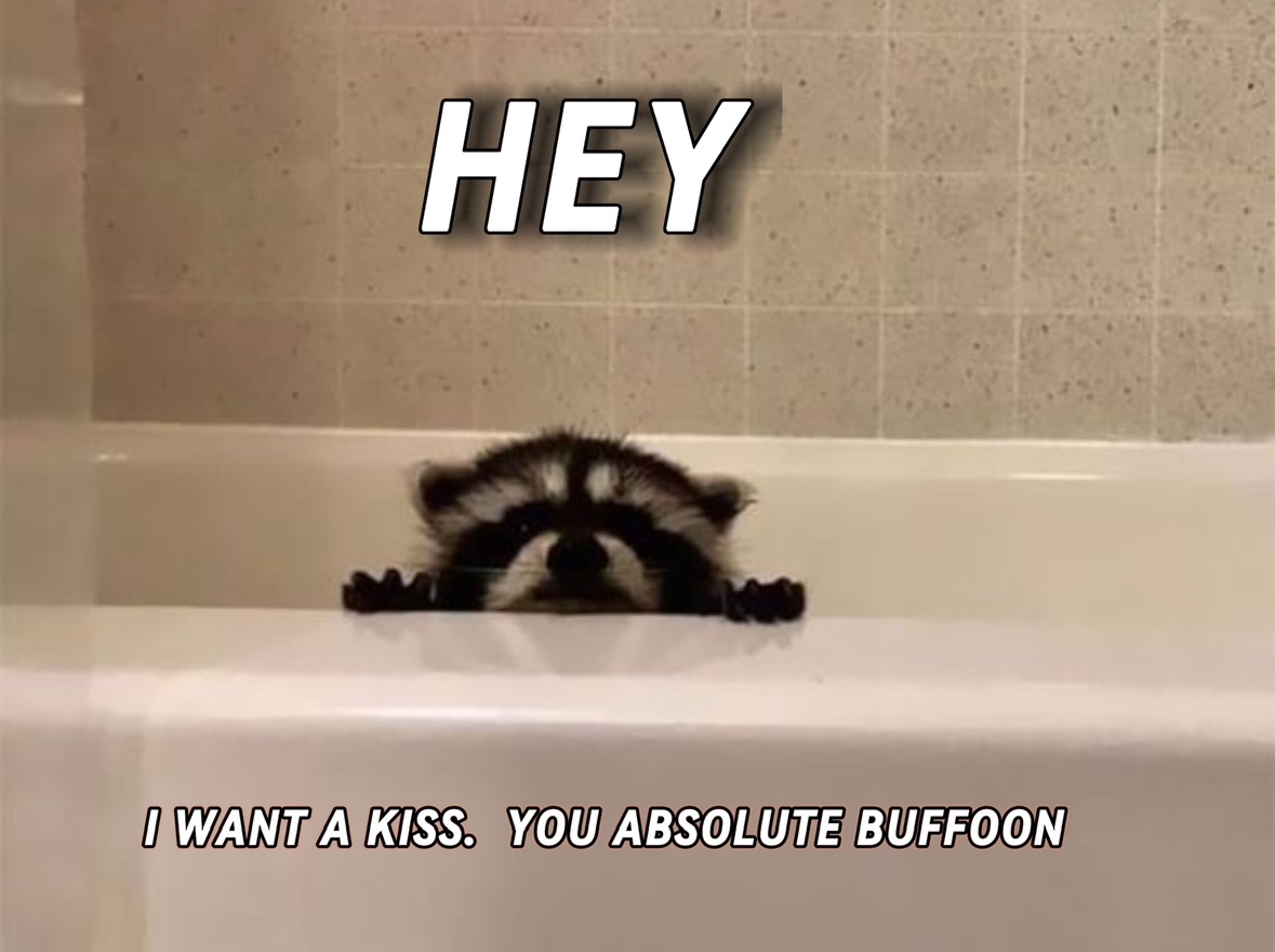 raccoon aesthetic. (@raccoonesthetic) on Twitter photo 