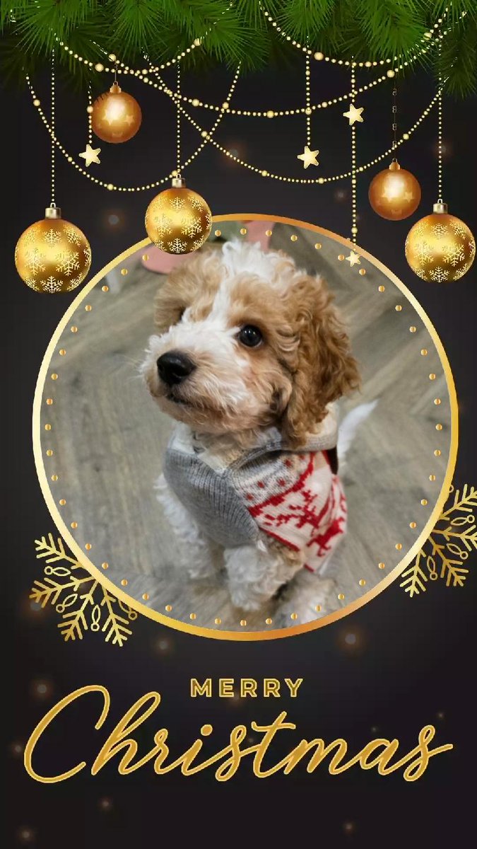 CRUKCymru's tweet photo. It's time for our annual Team Wales vs Team Scotland #ChristmasJumperDay competition 🎄

And this year, Santapaws is coming to town with entries from puppy Frankie in Wales and Loki and Cassie in Scotland. 🐶

Wales took the crown last year, but anything is paws-ible with these adorable pooches belonging to @RuthAmies in 🏴󠁧󠁢󠁷󠁬󠁳󠁿 and @FM_CRUK  in 🏴󠁧󠁢󠁳󠁣󠁴󠁿

Vote for your pawfect winner in the comments 🎅