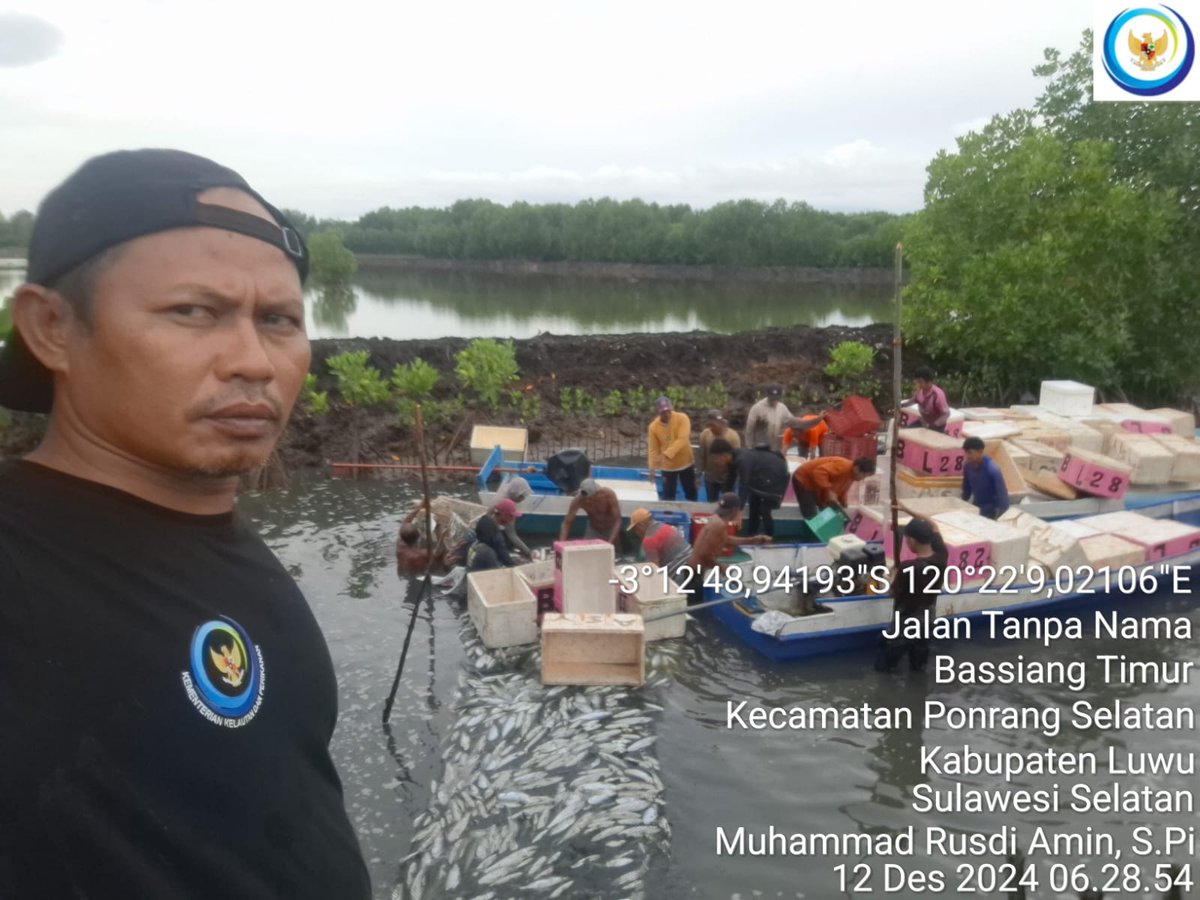 75Rusdi1's tweet photo. Kamis (12/12/2024) Muhammad Rusdi Amin, S.Pi Luhkan Luwu mendampingi anggota Pokdakan Salusussang Desa Bassiang Timur panen ikan bandeng sebanyak 4.845 kg  size 2 ekor/kg Rp. 21.000/kg
#GiatLuhkanSatminkalMaros
#luhlapor 
@BRPBAP3_Maros 
#panen https://t.co/sEQbcaklDy