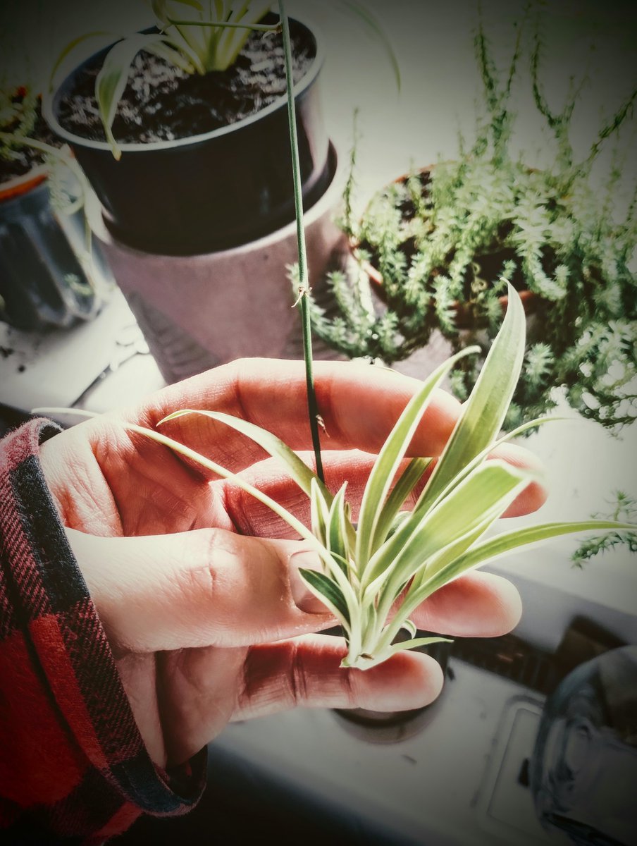 PhilipSimons18's tweet image. The seeds are apparently unremarkable and sell for a few pounds and some pence per packet.

But from those seeds life comes and, if I gather seed and #propagate, more life still.

And so, from little seeds, there is life, striving and connecting with other life.

#vss365