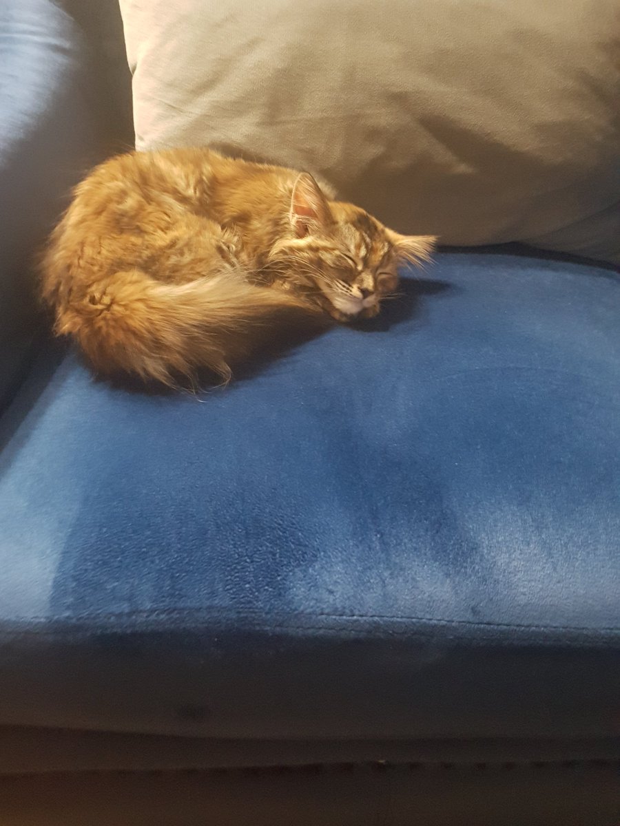 illestsince83's tweet photo. @j88876964 all she does is snooze 😴😁 https://t.co/fQO1kVeZSh