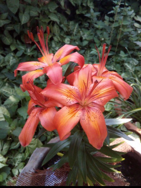 akom25785's tweet image. 