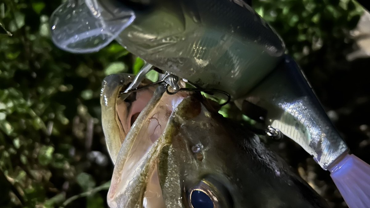 yuton_0727ii's tweet photo. Vテール✖️ショートリップ㊙️

このセッティングやばい……🥷

#湾奥最前線
#lunkerpool
#grayghost
#studiocomposite
#twinhooksystem
#drt
#klash9 https://t.co/DLMs3ul7qp