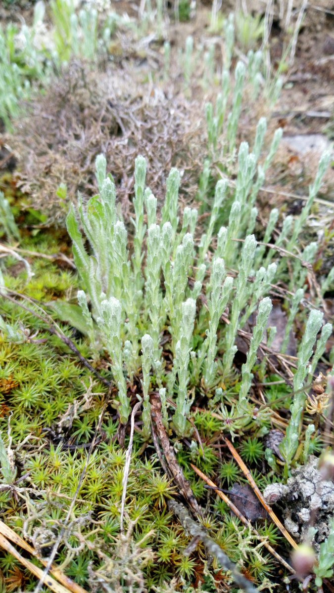 LX8111's tweet photo. #MagicOfMoss #MossMatters https://t.co/EvcTmbKAJJ