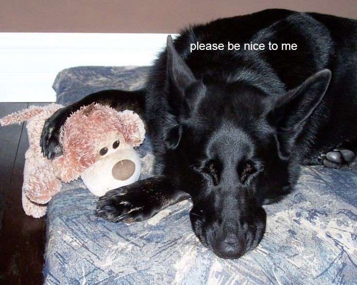 caninepoetry (@caninepoetry_) on Twitter photo 