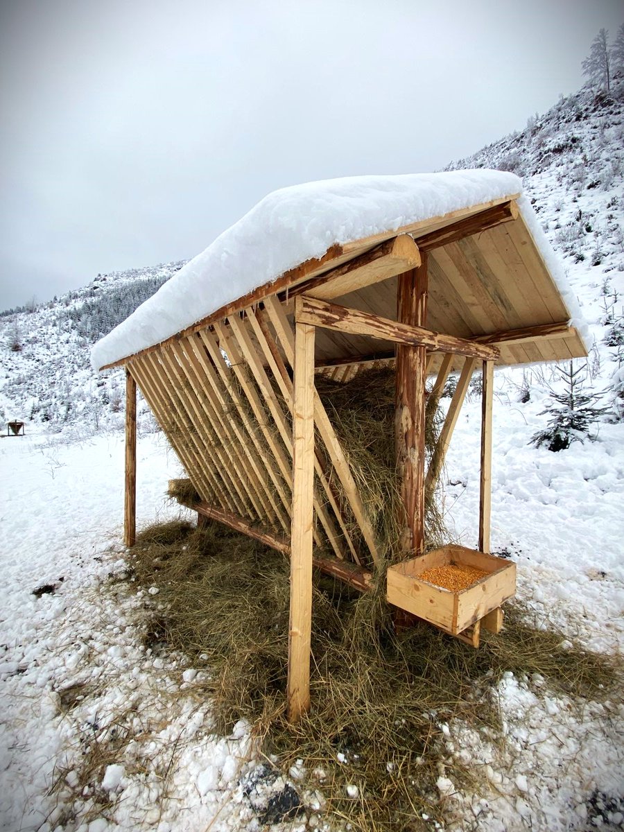 RNP_Romsilva's tweet image. Hrănitoare amenajate de silvicultorii suceveni la Ocolul Silvic Broșteni din cadrul #Romsilva, asigurând hrana complementară faunei din fondurile cinegetice gestionate

#Foresters provides complementary food for #wildlife at Broșteni #Forest District, in Suceava county, #Romania