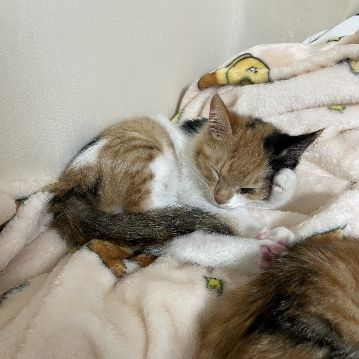 작품명 생각하는 아기고영희

✨아기고양이 입양홍보 임보중