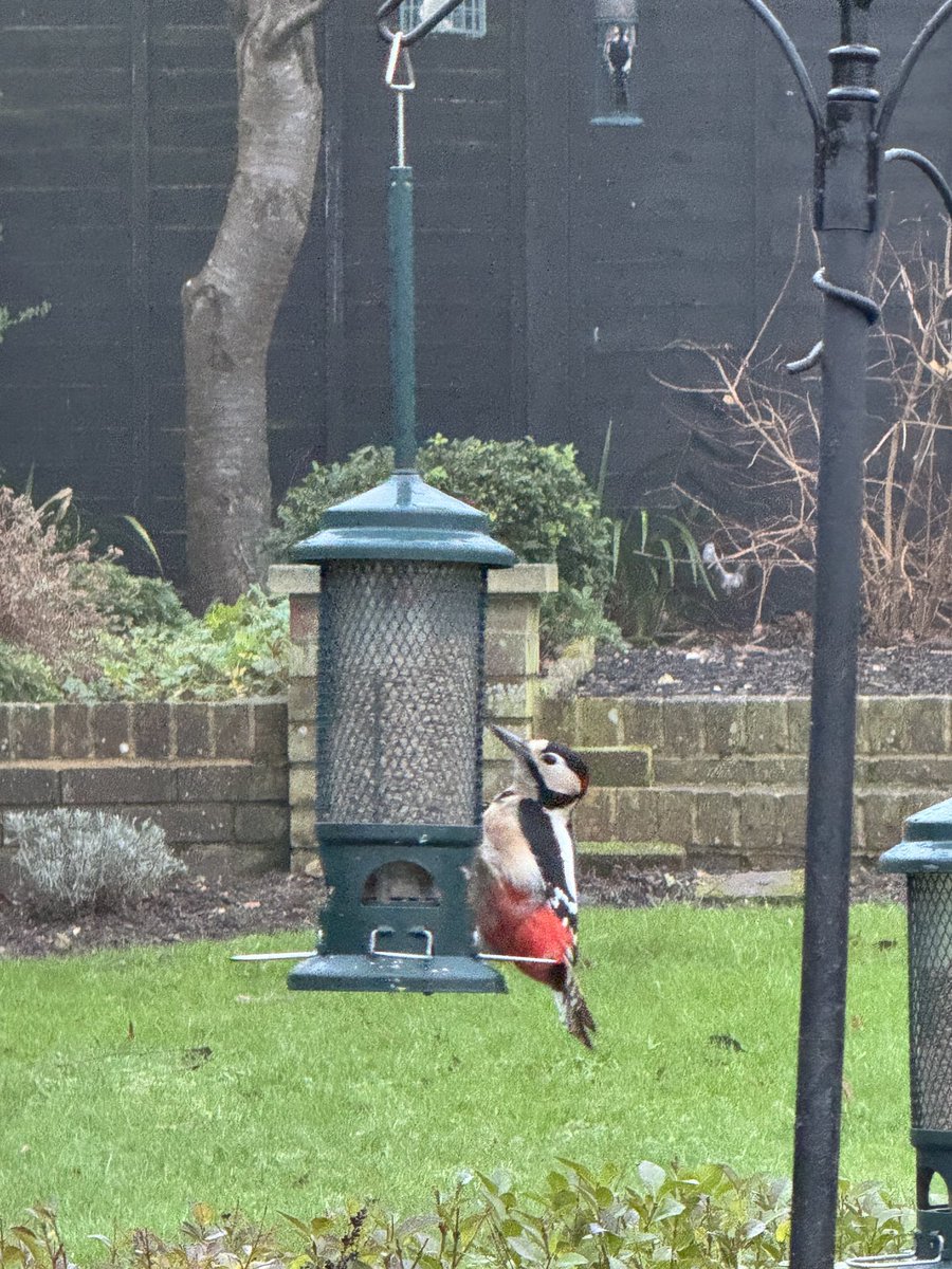 Rubbish photo because it’s taken with my phone from my kitchen window and it’s gloomy and misty, but Mr Woody is on the sunflower hearts feeder on the patio and you can just see Mrs Woody at the top of the garden on the peanut feeder 💚🐦 #birdwatching