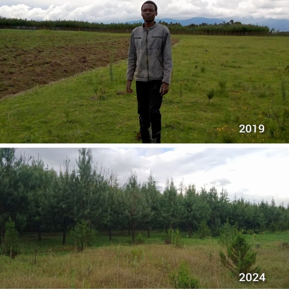 TreeTherium's tweet photo. 5 Years of transformation in Kenya!

This amazing reforestation project in Kenya shows how nature can flourish when we give it a chance, and take action!  From bare land to a thriving forest in less than 5 years! The magic of Mother Nature at work.
#TreeTherium #Reforestation https://t.co/7KVUmUQs0R