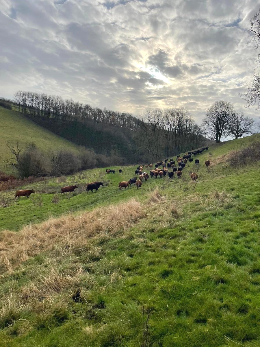 We have just moved our Stabiliser cattle herd at Givendale onto some winter pasture which they are loving.  We hope they're enjoying the beautiful views of the Yorkshire Wolds too!

#StabiliserCattle #YorkshireWolds