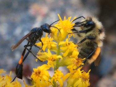 The regulator seeks restitution to defrauded customers, forfeiture of all funds generated through the scheme, a trading ban and a permanent injunction.