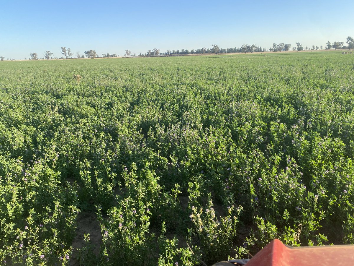 Summer rain in a mixed farming system has plenty of upside
