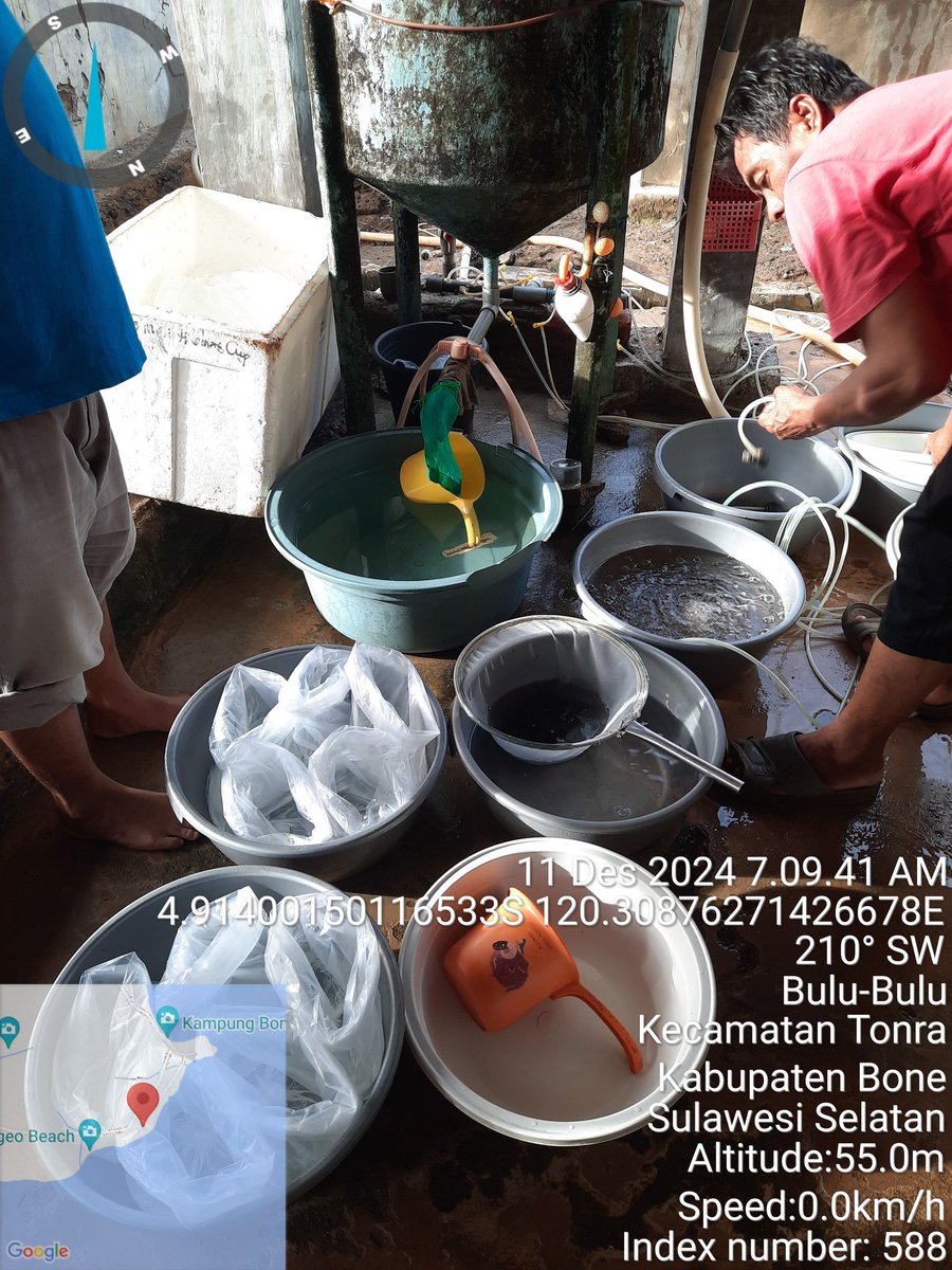 nurhadati's tweet photo. Rabu,11-12-2024,Nurhadati,sp,luhkan kab.bone,di pt.pusdikari tonra,Desa bulu-bulu, mendampingi pokdakan si pakaenre Panen bibit udang vename , sebanyak 20.000 ekor, 
 bobot panen pl 14 , harga rp.42/ekor

#GiatLuhkanSatminkalmaros  #bone #Panen https://t.co/HLQHFAKFtD
