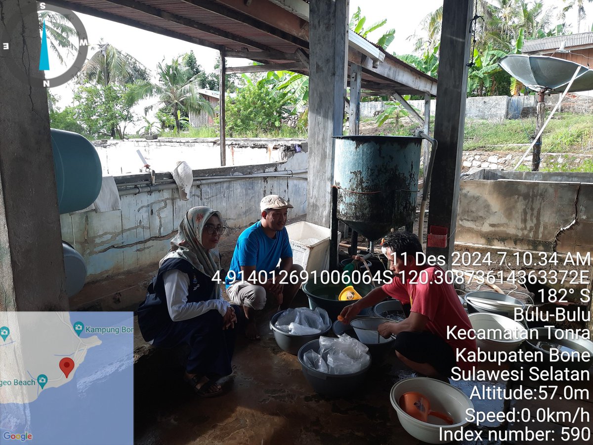 nurhadati's tweet photo. Rabu,11-12-2024,Nurhadati,sp,luhkan kab.bone,di pt.pusdikari tonra,Desa bulu-bulu, mendampingi pokdakan si pakaenre Panen bibit udang vename , sebanyak 20.000 ekor, 
 bobot panen pl 14 , harga rp.42/ekor

#GiatLuhkanSatminkalmaros  #bone #Panen https://t.co/HLQHFAKFtD