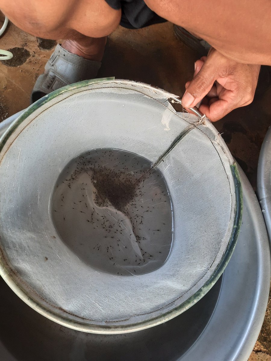 nurhadati's tweet photo. Rabu,11-12-2024,Nurhadati,sp,luhkan kab.bone,di pt.pusdikari tonra,Desa bulu-bulu, mendampingi pokdakan si pakaenre Panen bibit udang vename , sebanyak 20.000 ekor, 
 bobot panen pl 14 , harga rp.42/ekor

#GiatLuhkanSatminkalmaros  #bone #Panen https://t.co/HLQHFAKFtD