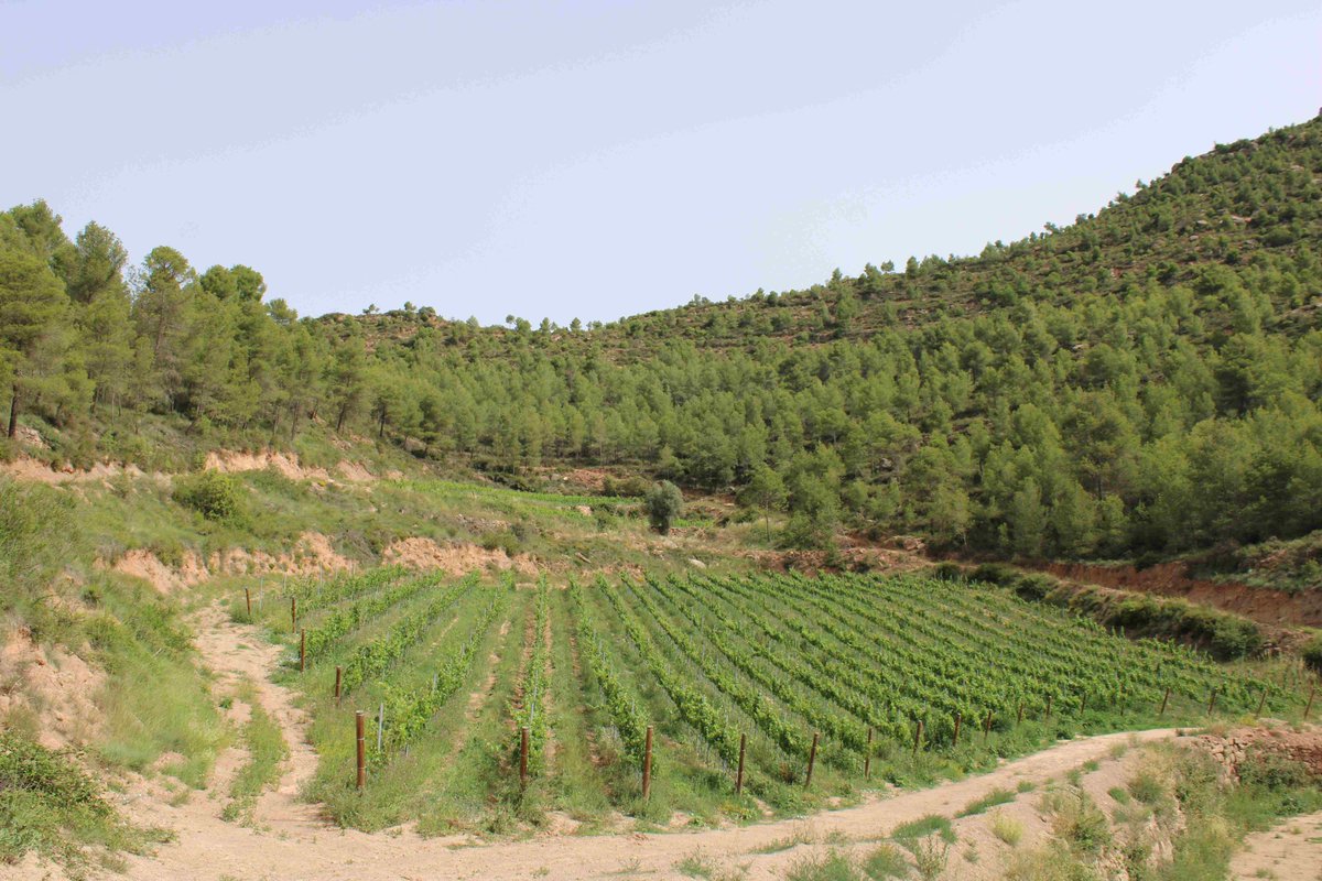 ctforestal's tweet photo. 🍇Les #vinyes són estratègiques per preparar el territori davant els incendis forestals.
🍷 Presentem @firewineEU @FIRERESProject a @dopladebages
Aquests 17 cellers ajuden a mantenir espais oberts en un entorn forestal i crear #paisatges #resilients ⬇️
https://t.co/iLydgE11oM https://t.co/h5U0f23Wj0