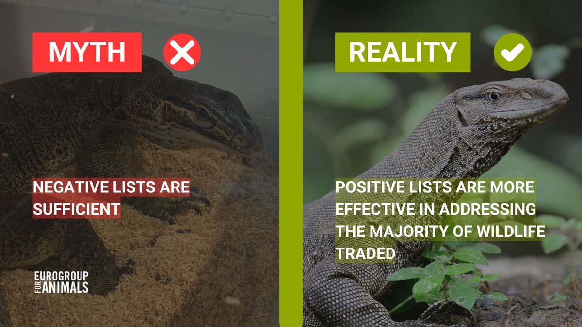 Act4AnimalsEU's tweet photo. ๐ซ Myth nยฐ2 - Negative lists are sufficient
โ
Reality - #PositiveLists proactively ensure that only appropriate species are kept as pets
โ Negative lists are reactive & struggle to keep up with new species in trade
#ExoticsMatter https://t.co/61yi8XRLdW