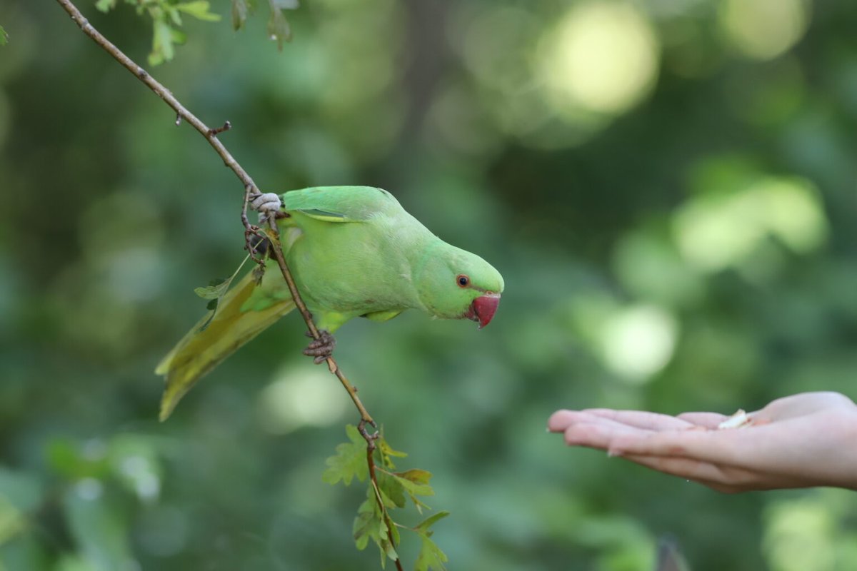 Invasion Culturomics and iEcology tweet media