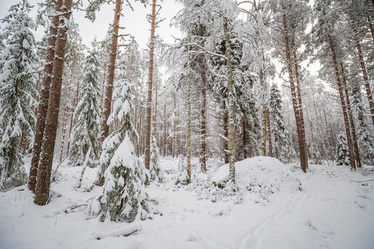Virkesmarknaden har varit livlig i slutet av året och virkespriserna är ett tecken på en aktiv virkeshandel.
Läs hela virkesmarknadsöversikten här: svf.fi/sv/virkeshande…