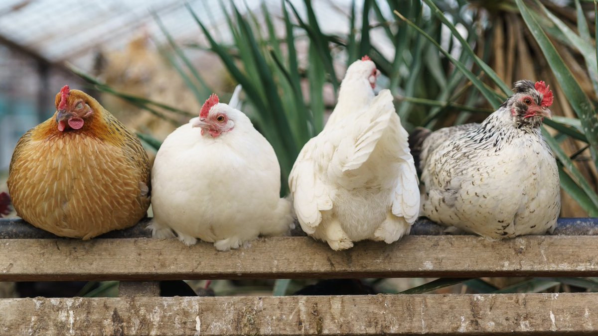 🐔 Mołdawia otrzymała zgodę na eksport świeżego i mrożonego mięsa drobiowego do Unii Europejskiej, co poszerza możliwości dostępu mołdawskich eksporterów do rynku unijnego.

Więcej 👇
pentrumoldova.md/aktualnosci/ko…