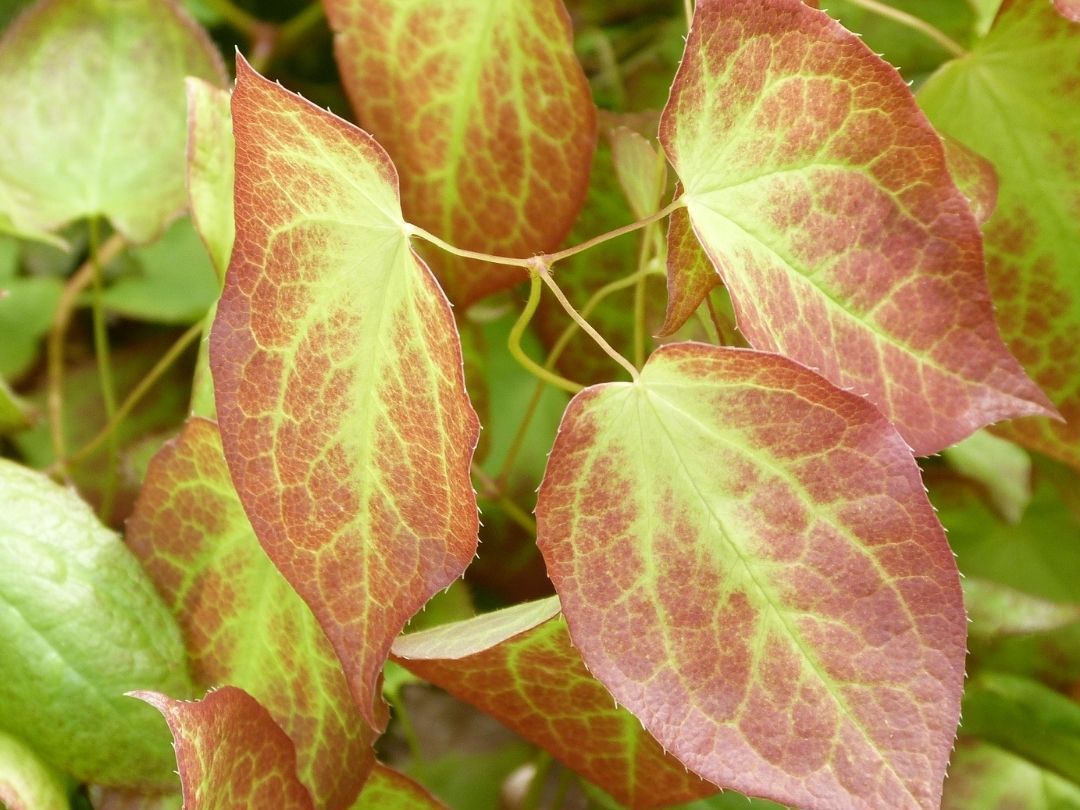 Vaste_Tuinplant's tweet photo. Transformeer je tuin met onze nieuwsbrief! Ontvang de nieuwste tuintips, inspiratie, en exclusieve aanbiedingen direct in je inbox.
๐ Meld je aan: https://t.co/KXXaxmg5UA
๐ธ Epimedium rubrum (Elfenbloem)
#Tuinieren #Nieuwsbrief #TuinTips #TuinInspiratie https://t.co/N7zdDjL9Qa