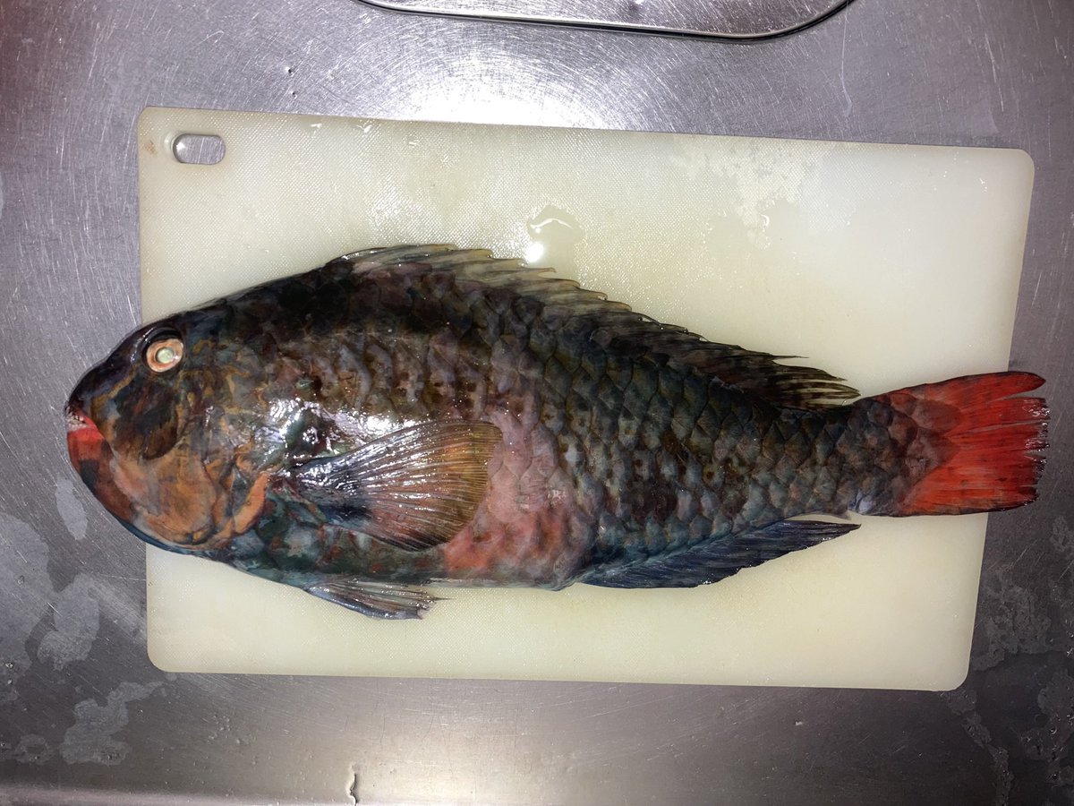 シーラカワスの鱗とサメ🦈 tweet media