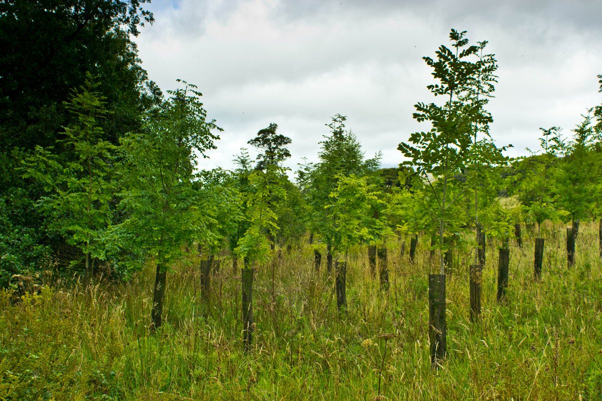 Native woodland creation fund reopens with backing of forestry minister