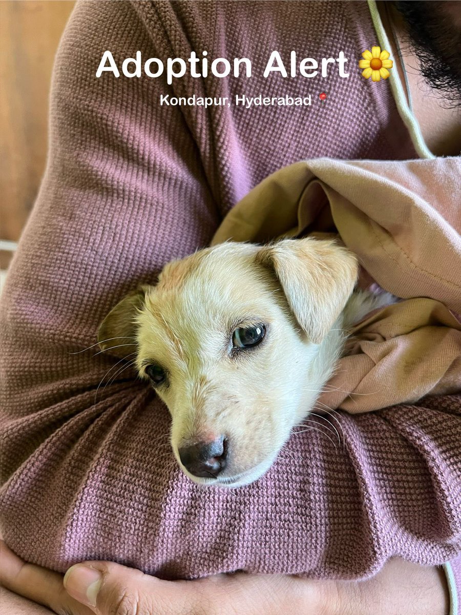 agnivadas's tweet photo. Please help, let’s get her a home she belongs https://t.co/ZDyD6Qfbh7