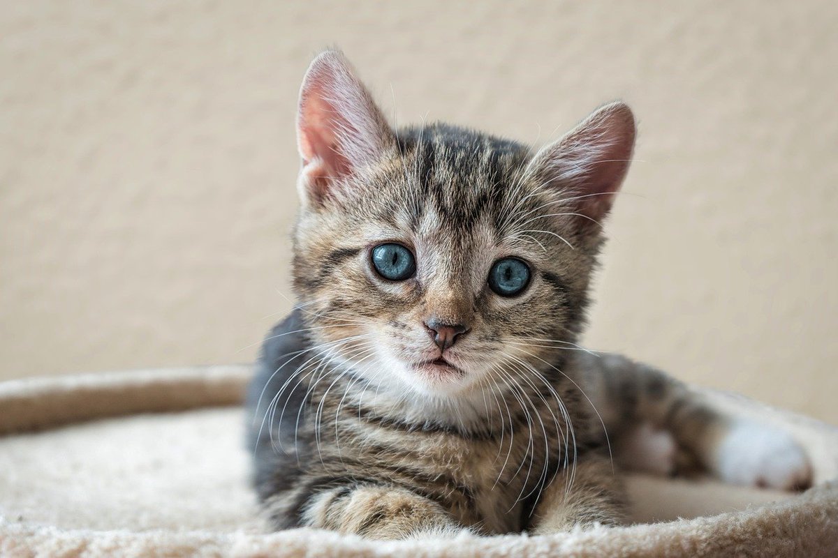 H5Kkfk's tweet photo. ペットショップのショーウィンドウにいる子猫を眺めて、しばらく動けなかった。 https://t.co/M58cjWIJ7H
