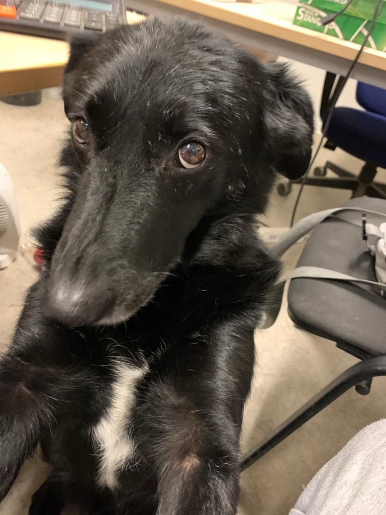 Po nevhodných nájemnících občas zůstane vybydlený byt, nepořádek a jednou jsme takto získali i firemního psa. Krásný, dobrosrdečný krasavec, ale smutný a nedůvěřivý - pravděpodobně následky dlouhodobého týrání. Stal se hlídačem v našem areálu. Kolegové si ho oblíbili, stejně jako