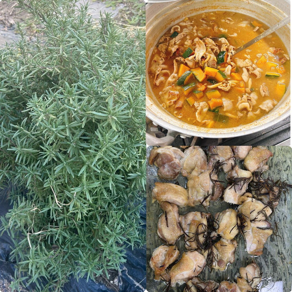 D_FarmKitchen's tweet photo. 今日のランチはさむ〜い日にピッタリなほうとう風うどん！
ほうとうといえば山梨県の小作‼️かぼちゃがたくさん入ったかぼちゃほうとうときのこほうとう😁カボチャが溶け出したどろっとした汁が体を温めてくれます✨
そして、農園のローズマリーをたくさん使ったチキンのオーブン焼き✨ https://t.co/3tXXZWpSLV